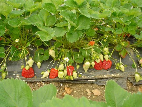 Клубника "АЗИЯ" (6 шт.)